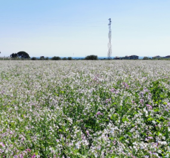 Metodo naturale per contrastare i nematodi in agrumicoltura